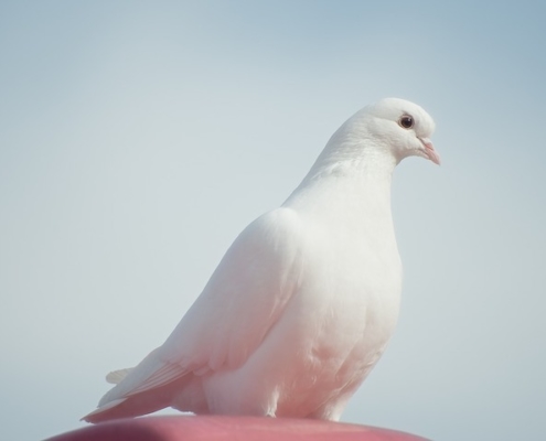 white dove