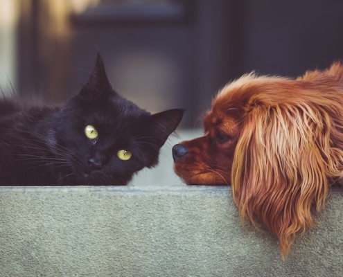 a cat and a dog laying on a cement wall facing each other
