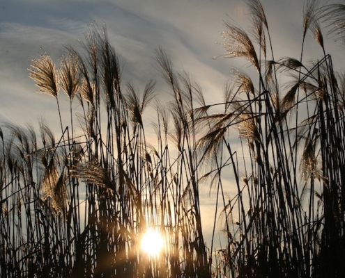 sun low in the sky, shining through tall wild grass