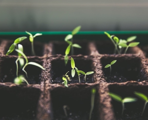 seedlings just coming up in square pots next to each other