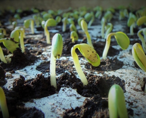 soybean seedlings growing out of gardening soil