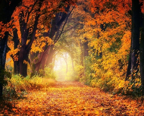 a path in the woods covered in fallen leaves in fall colors with trees on either side and canopying the path and light shining at the end of the path